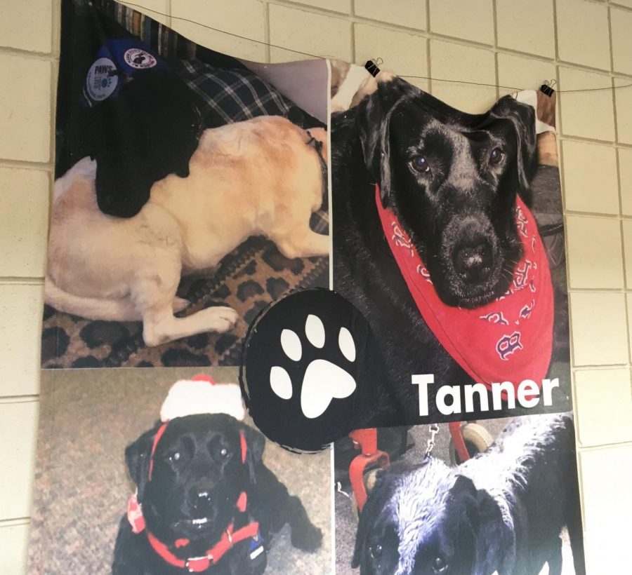 Tanner, a service dog for Chris Cotreau trained by Paws for a Cause, died last year of cancer.